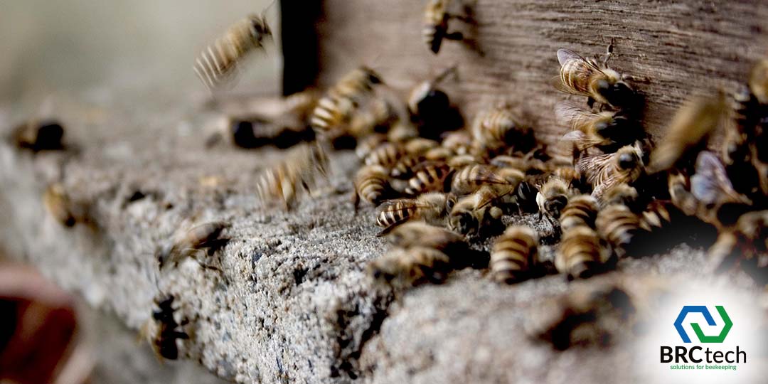 Porady na temat prac pasiecznych w sierpniu - blog